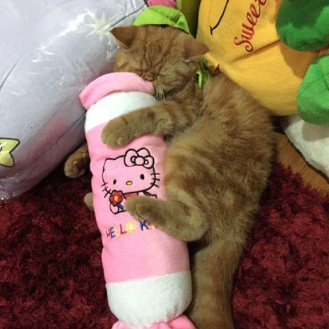 Simply_Sausage's profile picture. 