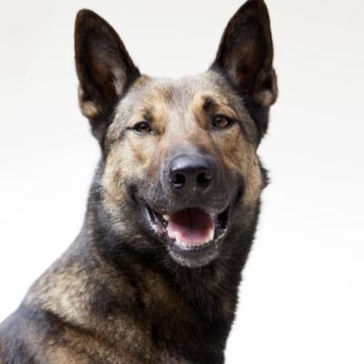 Ex marine Dog Protector to all
My owner @SurvivingMagic
