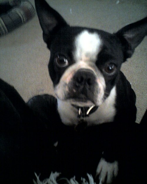 biscuitdog's profile picture. im a cool boston terrier that loves the bitches!