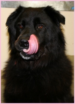 1/2 Newfie 1/2 Chow guuuurl on a mission to rid the world of squirrels!