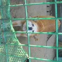 休職中の柴犬 (@4e76894e5ab5470) 's Twitter Profile