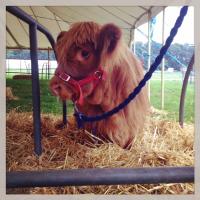 Alresford Show (@alresfordshow) Twitter profile photo