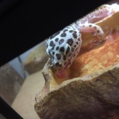 t09527165's profile picture. 倉芸2年。守る人がいるから頑張れる→5/4。レイアウト作り。レオパ飼育。BeatBox(変弦自在の唇マスター)。バスケ(ジャスティス 91番))