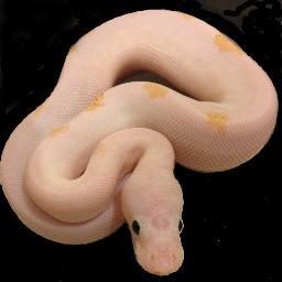 Reptile and Rodent Breeder #ballpython #snake #reptile
