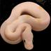 ROI Reptiles (@roireptiles) Twitter profile photo