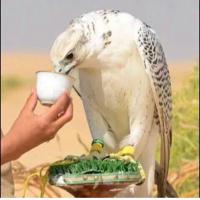 Faisal Aidh. (@ubo_abdulrahman) Twitter profile photo