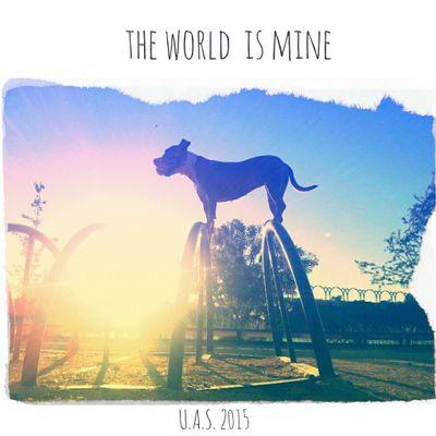 AmstaffSevilla's profile picture. Qué quieres hacer con tu perro?