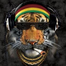 IndicaTiger's profile picture. The one and only, Party Tiger