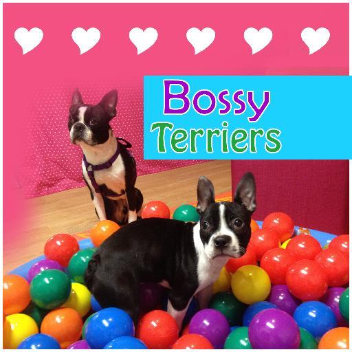 Bossy Terriers
