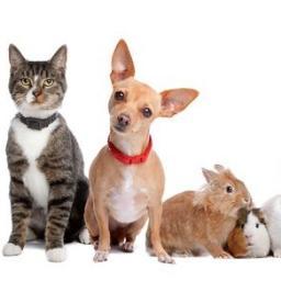 TrishGrooming's profile picture. We've been providing work related to Pet Boarding & Grooming for many years. Call us at (813)935-2035