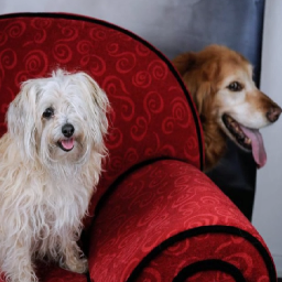 KellyTheSeaGirl's profile picture. Late bloomer, profoundly lazy, works so my dog has a good life.