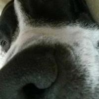 Scrad (@sscradd) 's Twitter Profile