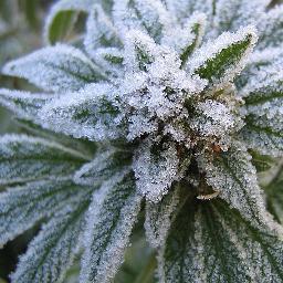 WeedNugPorn's profile picture. 