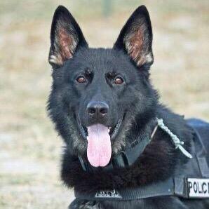 I am a working police service dog for the San Rafael Police Department in California ( @sanrafaelpolice )  I serve the community with pride.