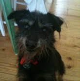 Commentmelb's profile picture. Commenting on all things Melbourne.