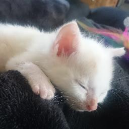 Katzenbaby das am 5 Mai 2015 geboren und kurz vor dem verhungern,  von uns aufgenommen und von Hand aufgezogen wurde. Schaut was sie liebt und lebt.:-)