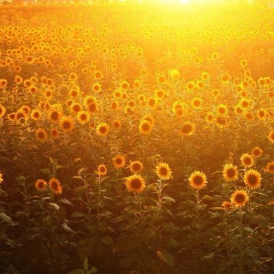 pmanamiq's profile picture. basketball/Aqua Timez