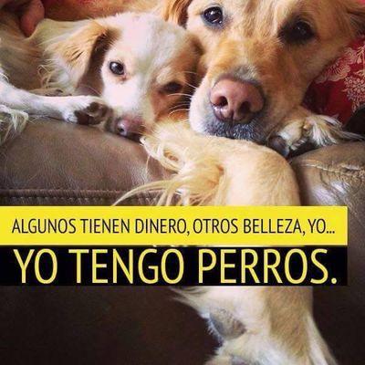 #stopyulin #animalrights #crueltyfree.Protege\dona\alimenta\esteriliza\rescata\100%amantes d los perros♥Proteccionistas indep