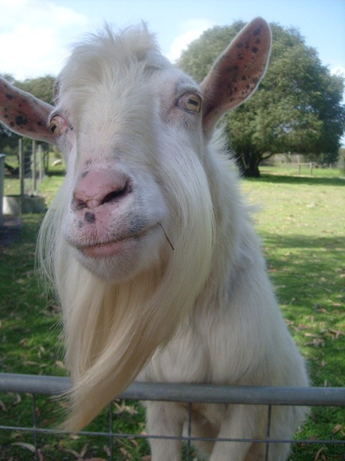 parrot_herder's profile picture. NOC Manager, Dad, Softball Player, Cricket follower.