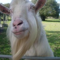 mkg (@parrot_herder) 's Twitter Profile