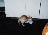 BRUISERSAYS's profile picture. 