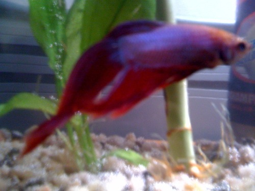 I am the spirit of a tropical Betta fish who worked in Cambridge, MA.