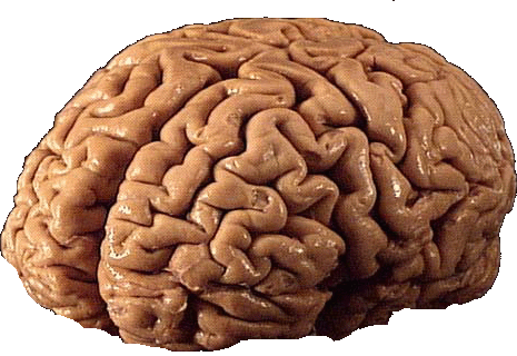 shorttermmemory's profile picture. 