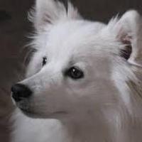 Jexen (@jexenthepup) 's Twitter Profile