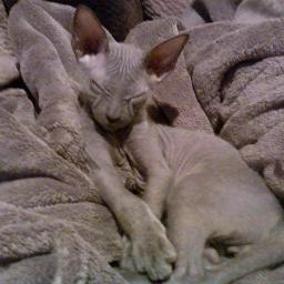 I love my naked sphynx babies.