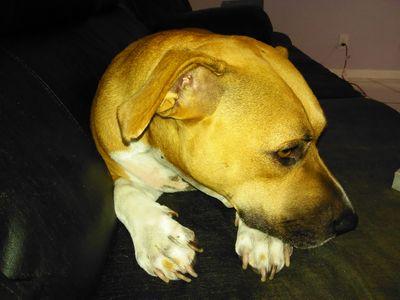 tigerfanlw1's profile picture. I Love animals my all time favorite being horses. I'm just looking for a good laugh and possibly help animals that are in need.