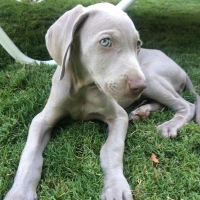 Me llamo Truco, soy un Braco de Weimar o Weimaraner, y mi dueña tiene mucho tiempo libre.  10/05/15