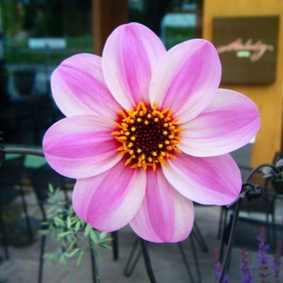 Kate2651's profile picture. Freelance Writer/Social Observer/World Citizen/Intrepid traveller/Swans tragic. The world is big enough for us all to share, but are we big enough to share it?