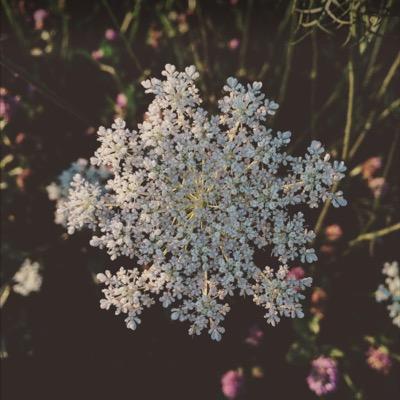 lostandalone131's profile picture. old account , follow @wiltedwild