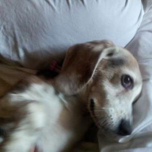 BeagleEdieAngel's profile picture. Former Puppy Mill Mommy. Shy & Scared but Very Much Loved by My Peeps.Sisfur is Khlorida. Brofur is @MarcoS1PoLo. Loving Life at the Beach!