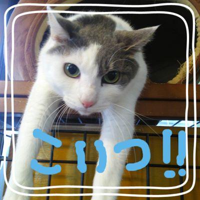 ねこヤバい
すき