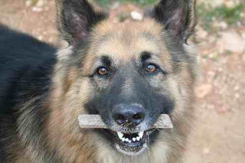 trapperdog's profile picture. RUNS A DISCO