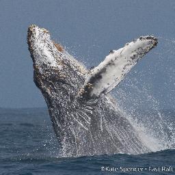 Whale watching for six passengers on a super cool boat with great naturalists and photographers from Moss Landing on Monterey Bay, California.