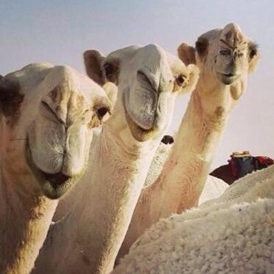 mt3mt0mt5's profile picture. للعروض والتسويق والإعلانات والمعدات تواصل على الخاص الرياض ،، السعوديه