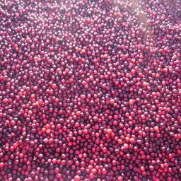 CranberryCounty's profile picture. 