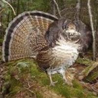 RuffedGrouseSociety (@ruffedgrousetc) 's Twitter Profile