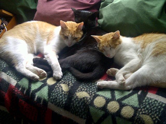 elsaelsa2015's profile picture. Licenciada en Química Universidad de Oviedo