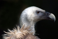 Gaensegeier's profile picture. 