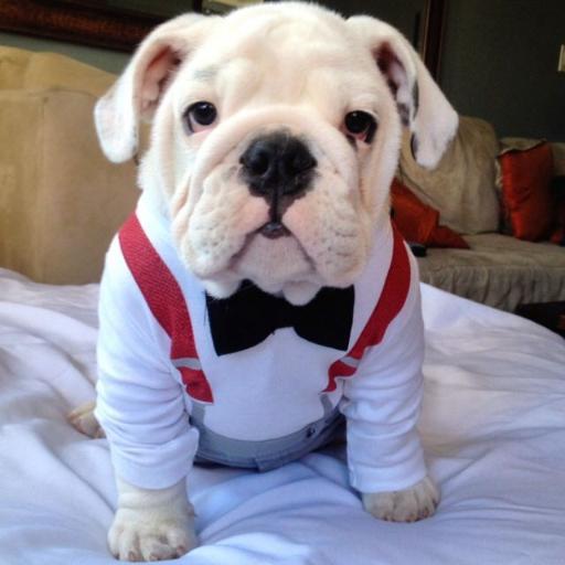 perros_armenia's profile picture. El mejor amigo del hombre siempre sera el perro.