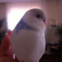yiğit (@yigitulu13) Twitter profile photo