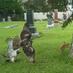Urban Wildlife Inst. (@lpz_uwi) Twitter profile photo Urban Wildlife Inst. (@lpz_uwi) Twitter profile photo