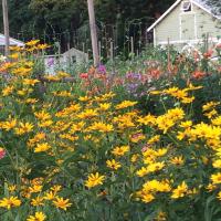 Nancianne Edwards (@nanciannee) 's Twitter Profile