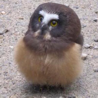 高3/私立文系女子/無言フォロー失礼します。/早文・文構 /慶文/上智新聞・経営 /青学 総合文化政策・経営 /夏休み最低勉強時間10h目標/歴女じゃないけど日本史得意。英語をとにかく頑張る。