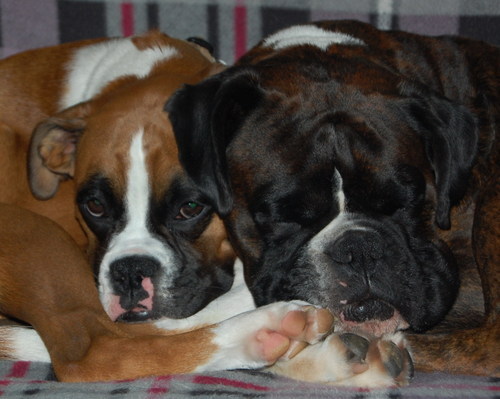 x19dino's profile picture. We're 2 boxer dogs,Dino & rescue babe wee Charlie.Sometimes we tweet but mainly it's Mum about us,the bairn or often it's just complete twaddle.