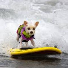 Here are dogs on the Tube. And ones nearby.