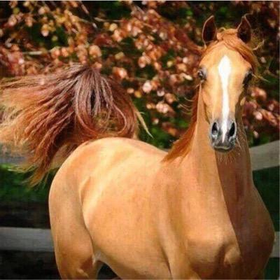 ReemBinsabaan's profile picture. انا انثى استغنت عن كييييييد النساء